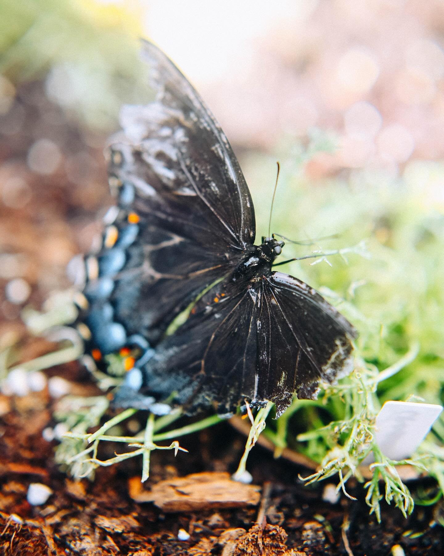 This poor lady with a torn wing kept me company one day in the greenhouse last spring. 

#butterfly #spring #naturephotography #insects #tornwing #greenhouse #okmulgeeoklahoma