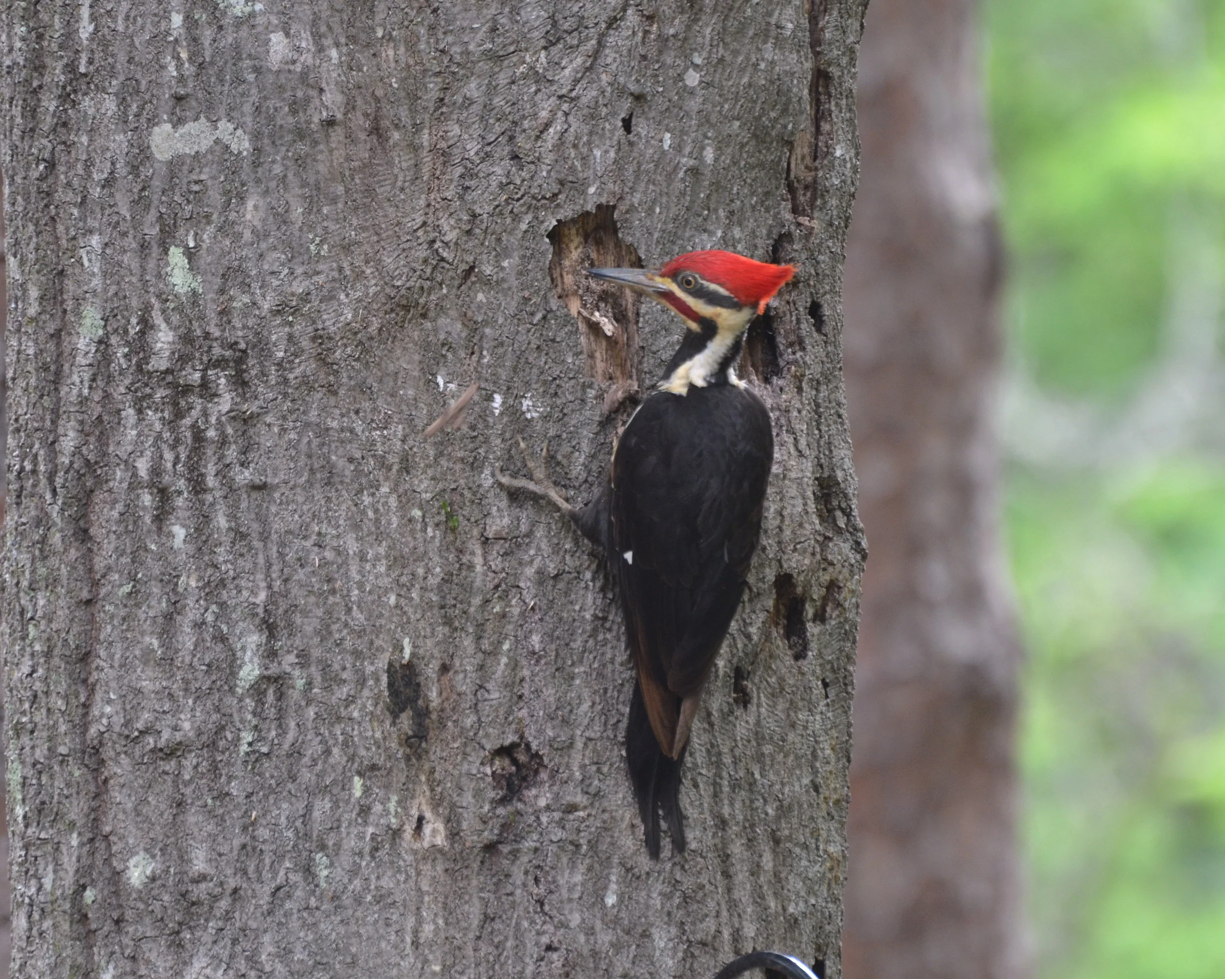 DSC_0126.JPG