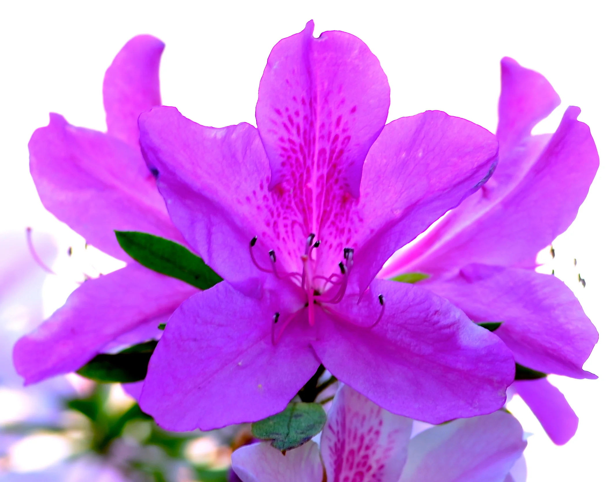 DSC_0031.JPG