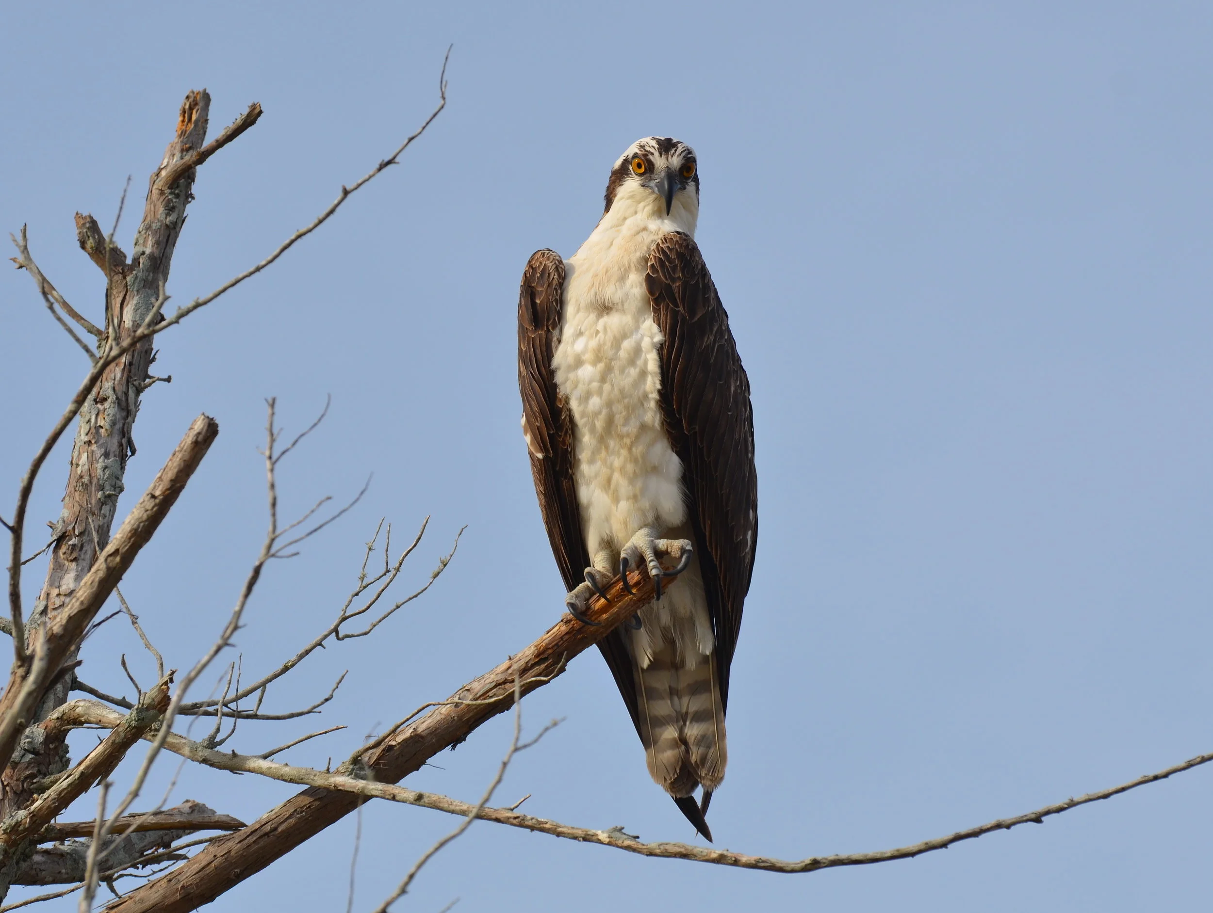 DSC_0484.JPG