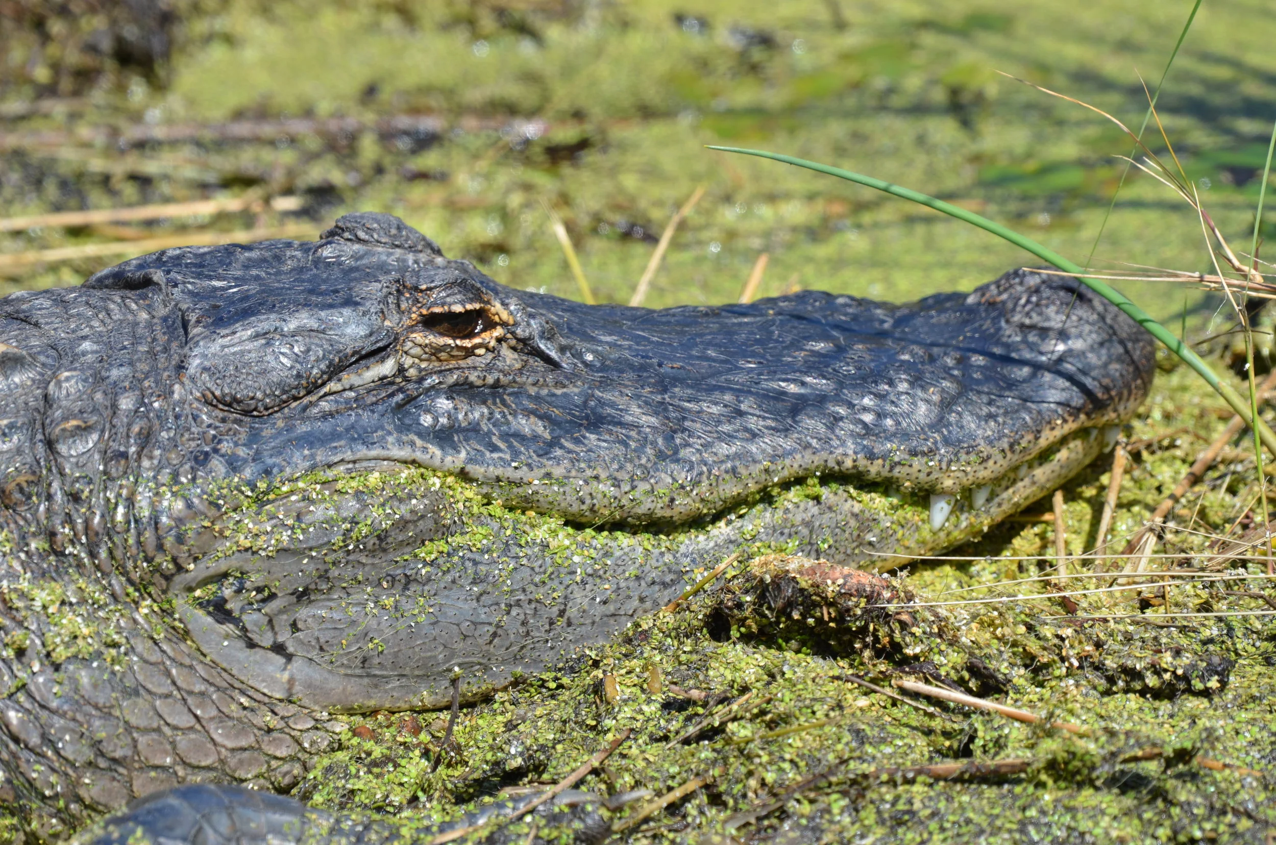  Probably got too close to this gator. &nbsp;It had just crossed the road to a pond, with its 8-10 ft stretched from the road's shoulder to the water's edge. &nbsp;SMWR. 