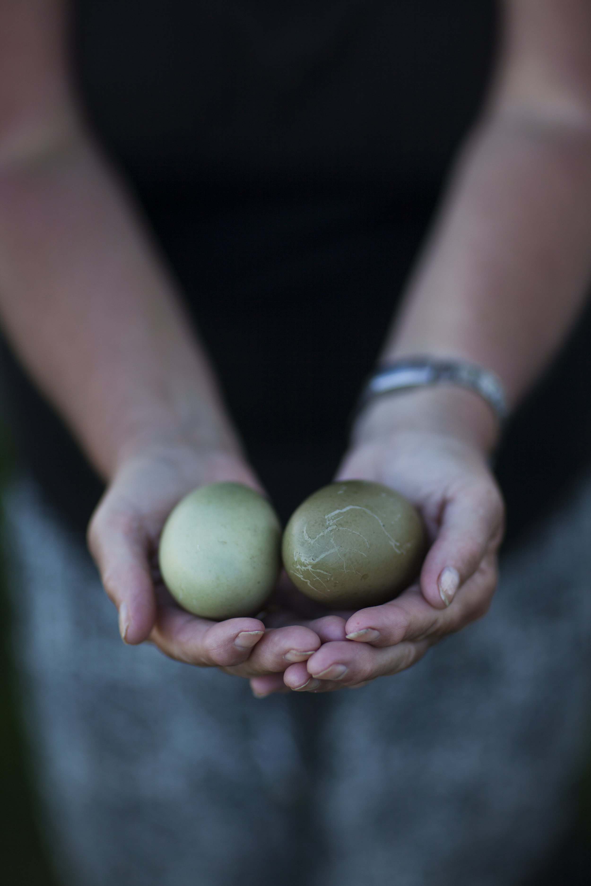 Hilde Kvivik Kavli - eider tender holding eider eggs.jpg