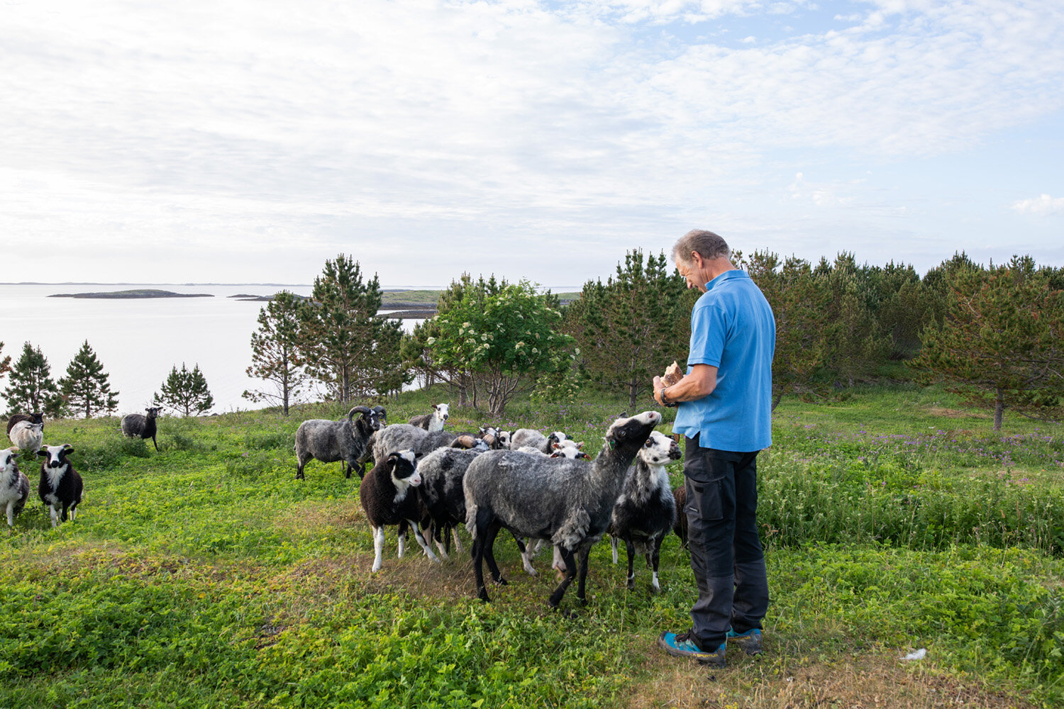 Villsau beiter på Skogsholmen