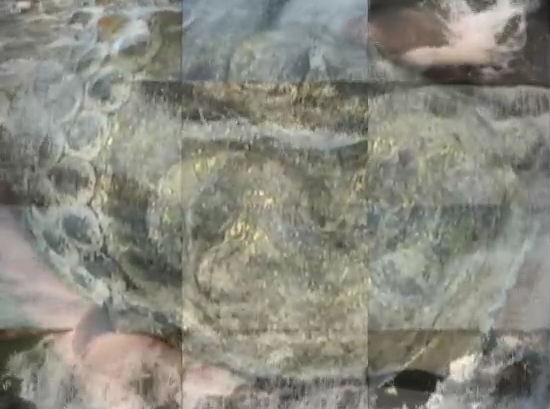 chasing_waterfalls_thumbnail.jpg