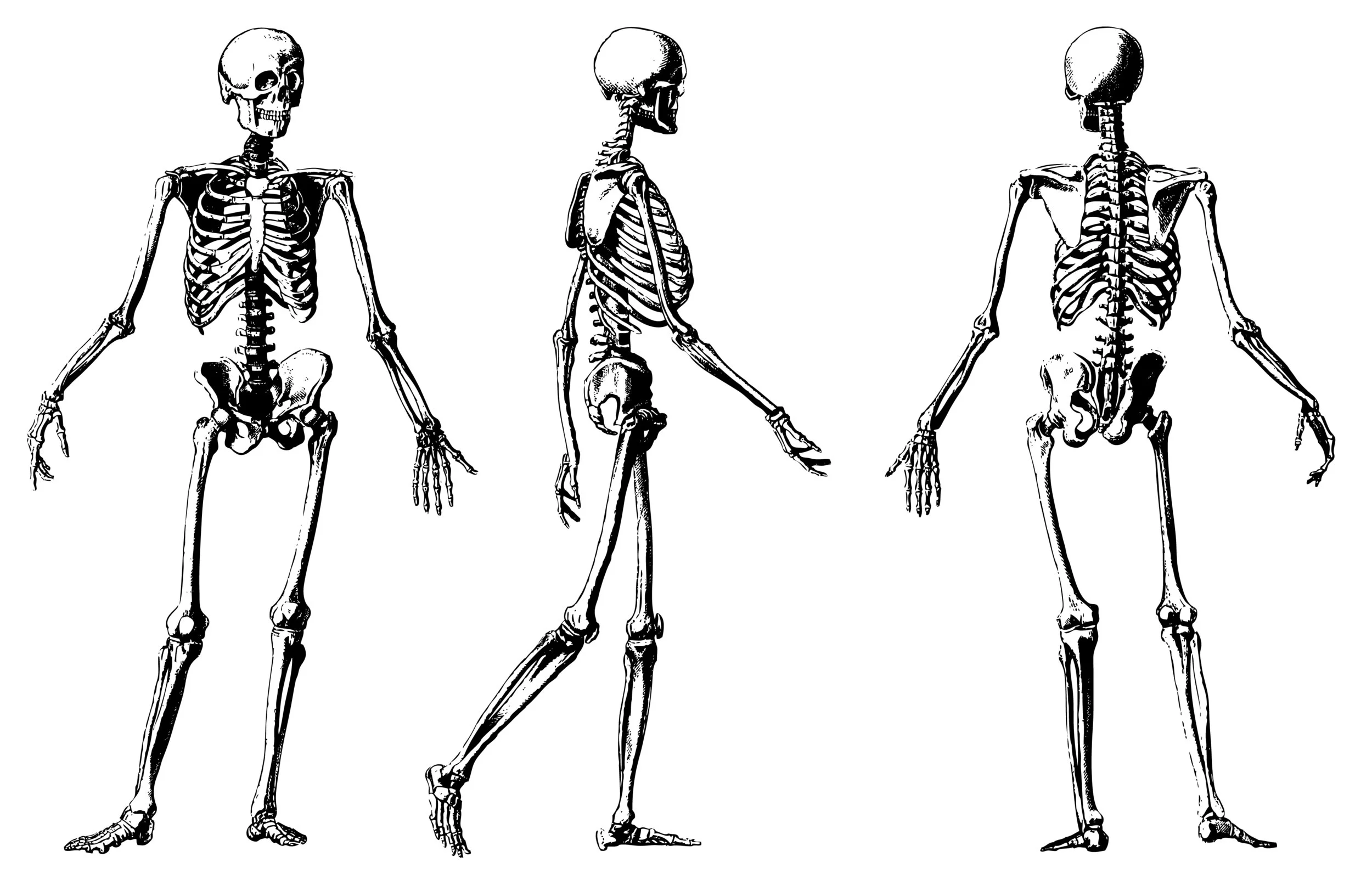 skeletons.jpg