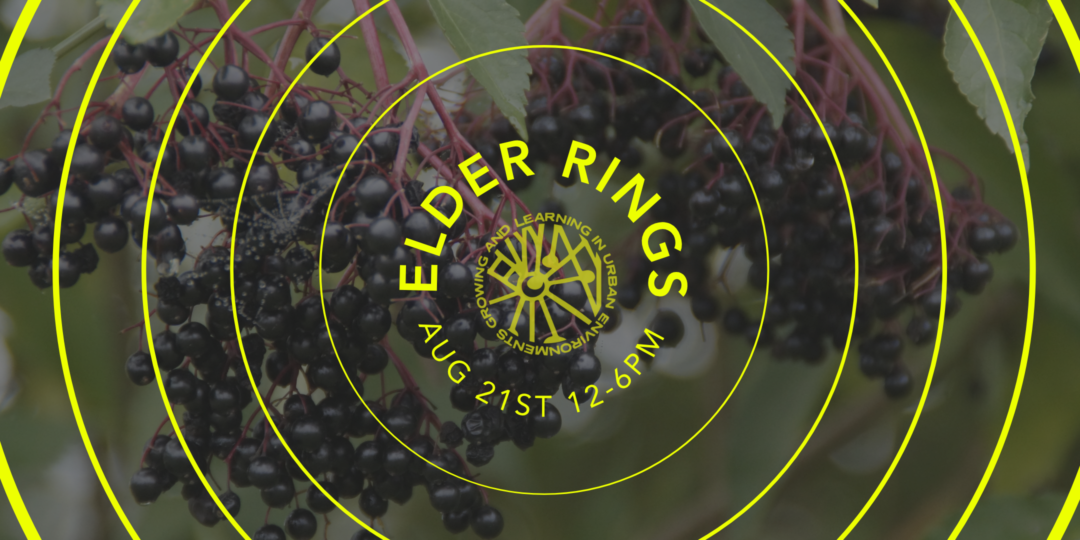 Elder Rings