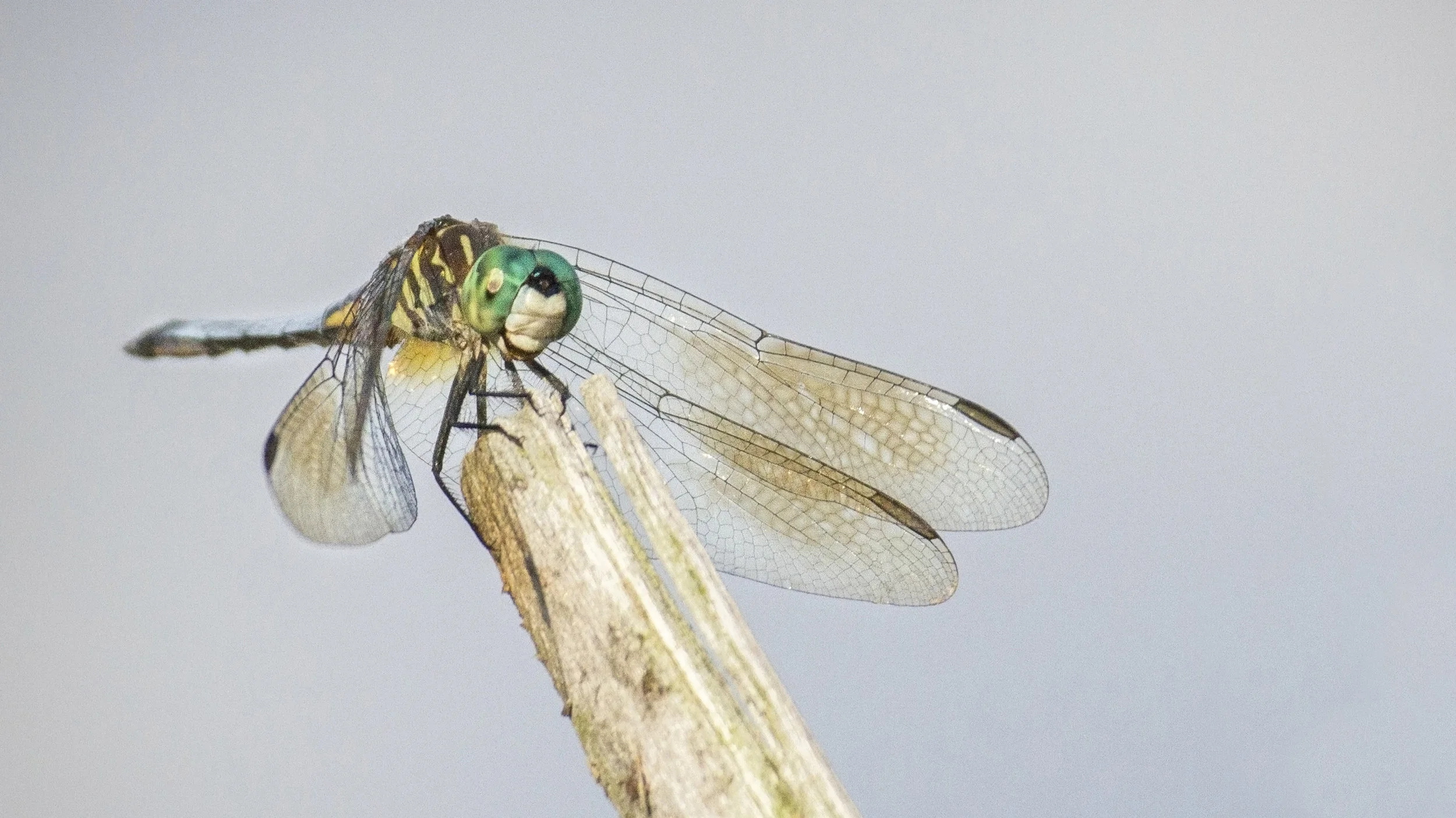 dragonfly on branch16x9at200.jpg