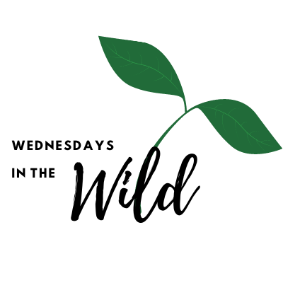 Awakening of the Woods at Atherton Island Natural Area