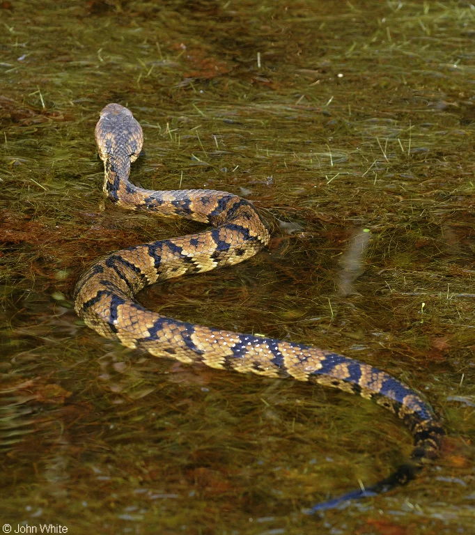 Eastern Cottonmouth Photo: John White