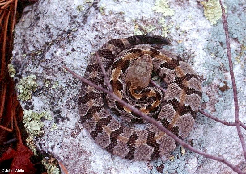Timber Rattlesnake Photo: John White