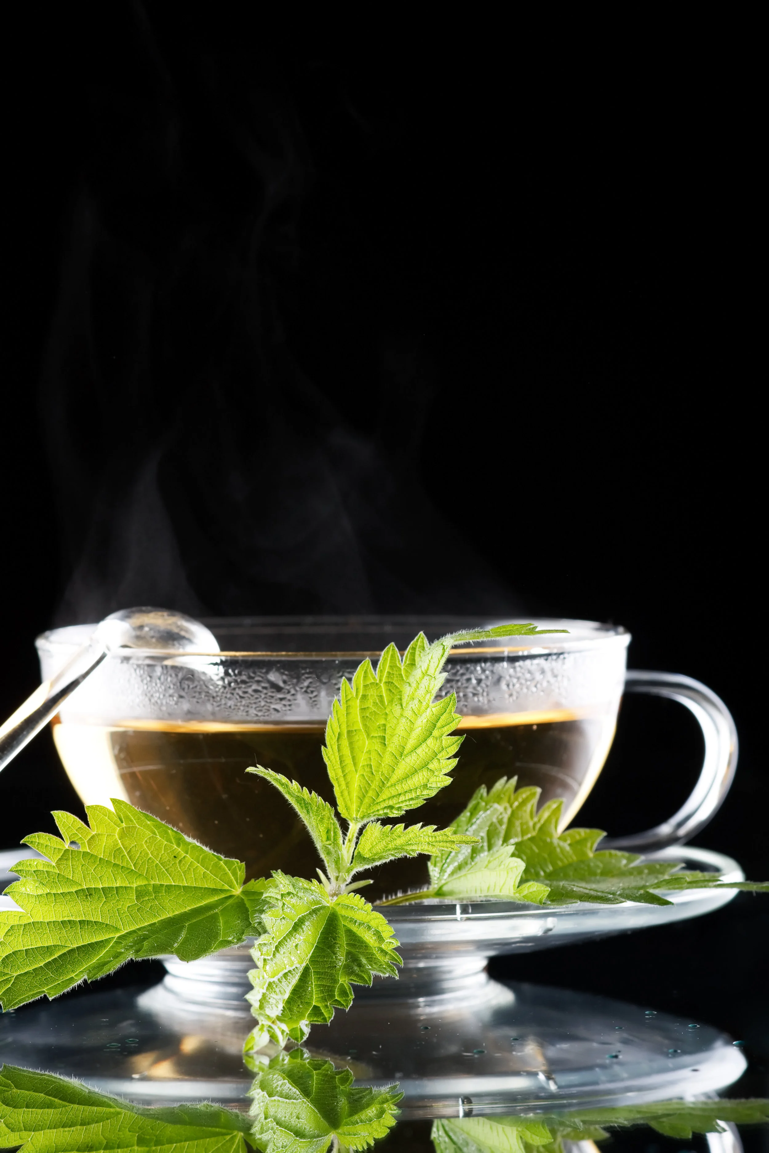 tea nettle