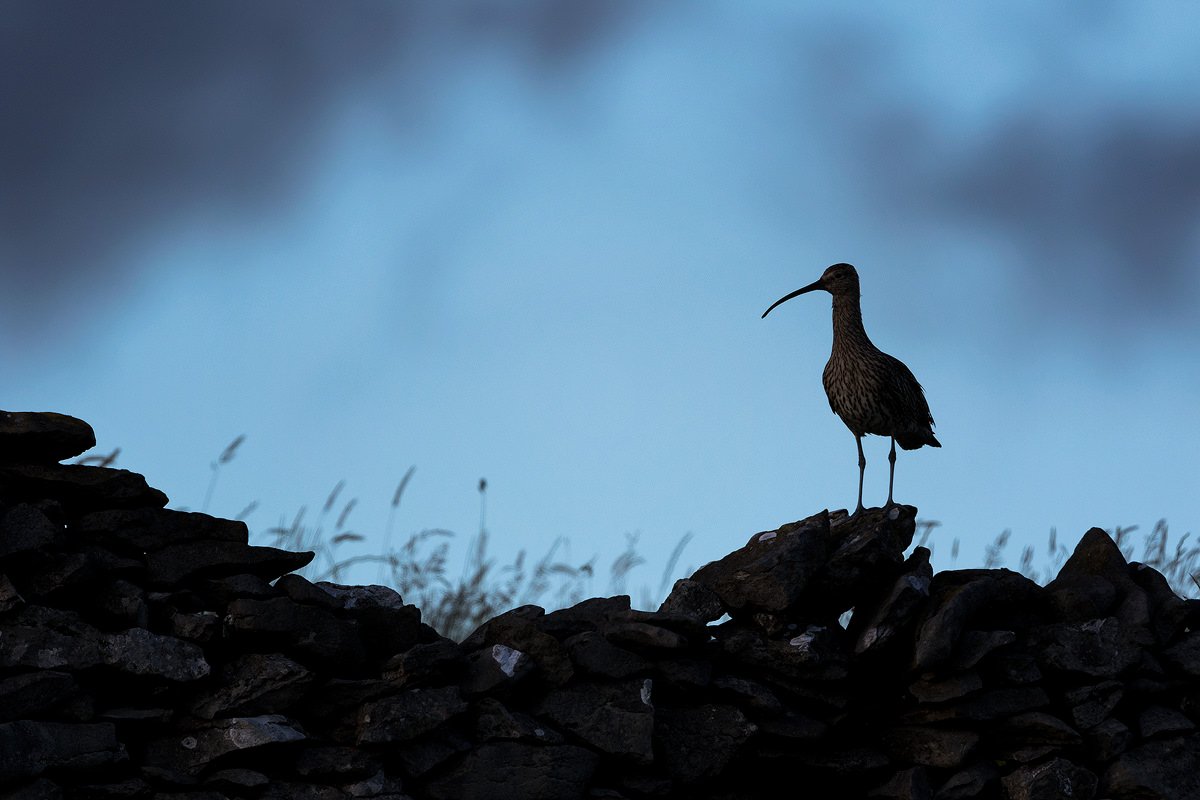 Simmerdim: Curlew Sounds