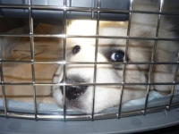 Previous puppy "Oshie" in her airline kennel, ready to fly to Maine!