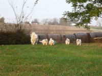 A few puppies "on the job" with mom.
