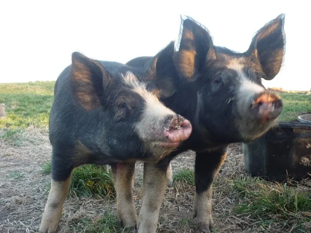 PUREBRED, PASTURED BERKSHIRE PORK