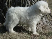 Sally as a puppy