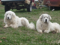 Sally & Sheriff at 14 and 16 months old---An inseperable pair!