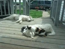 Sheriff (left) and Sally (with the cats sleeping on her neck, lol) snoozing during the day, so they can patrol all night! They are around 3 and 5 months here.
