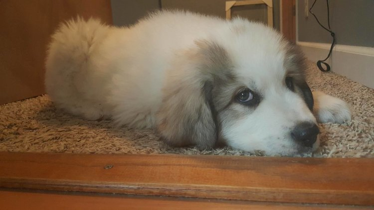 8 weeks old and forever HOME