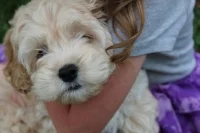 8 week old cockapoo size