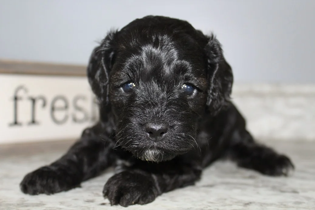 f2 cockapoo puppies for sale
