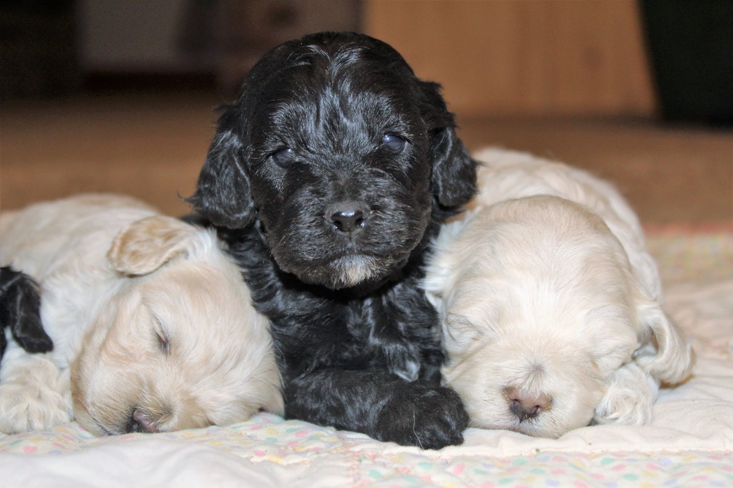 Cockapoo Current Planned Litters Mill Creek Family Farms