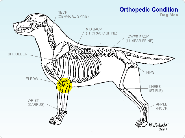 The OFA statistics published on their website at the time of writing this say that 0% of tested Cockapoos have elbow dysplasia. It is uncommon for Cockapoos to be OFA tested, so the pool this statistic is drawing from is admittedly limited. For this reason, lets look at both parent breeds as well. Cockers in the OFA database present with elbow dysplasia present on x-ray in 0.8% of the breed, and Poodles are 3.1%. To give you an idea of what a small number this truly is, keep in mind that in some breeds, up to 48.6% of tested dogs have dysplastic elbows.