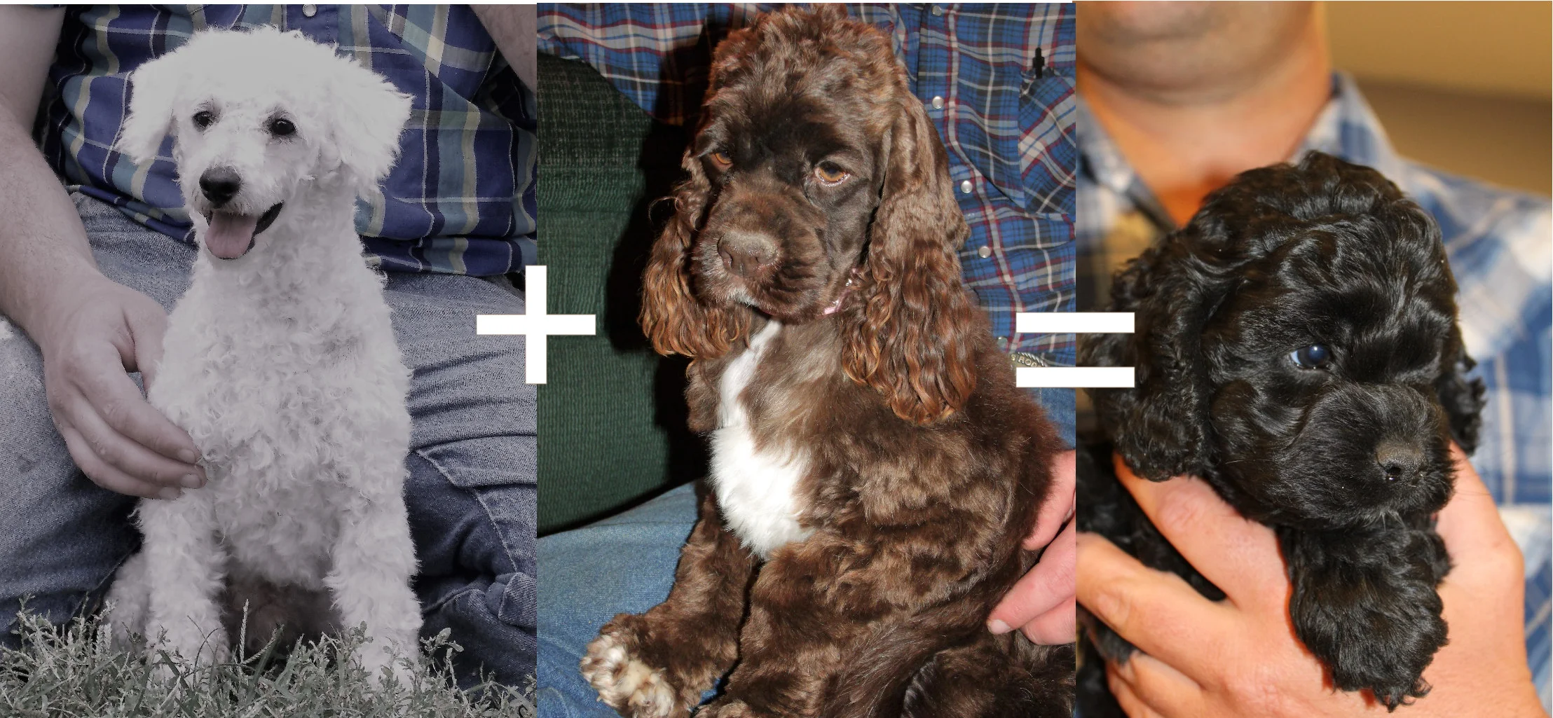 Here is another example of how breeding by phenotype can have unexpected results. We know, because of their GENOTYPES what John and Annie can produce, but if you were looking to make a solid black puppy, they wouldn’t be the cross you would pick based on their PHENOTYPES!