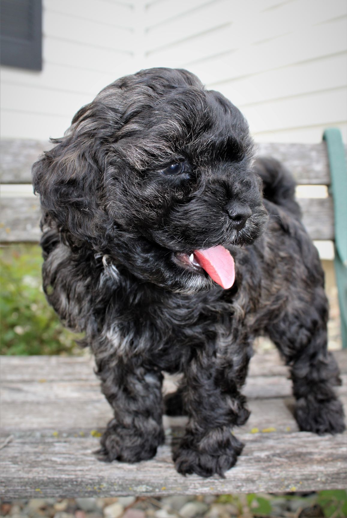 chocolate cockapoo breeders