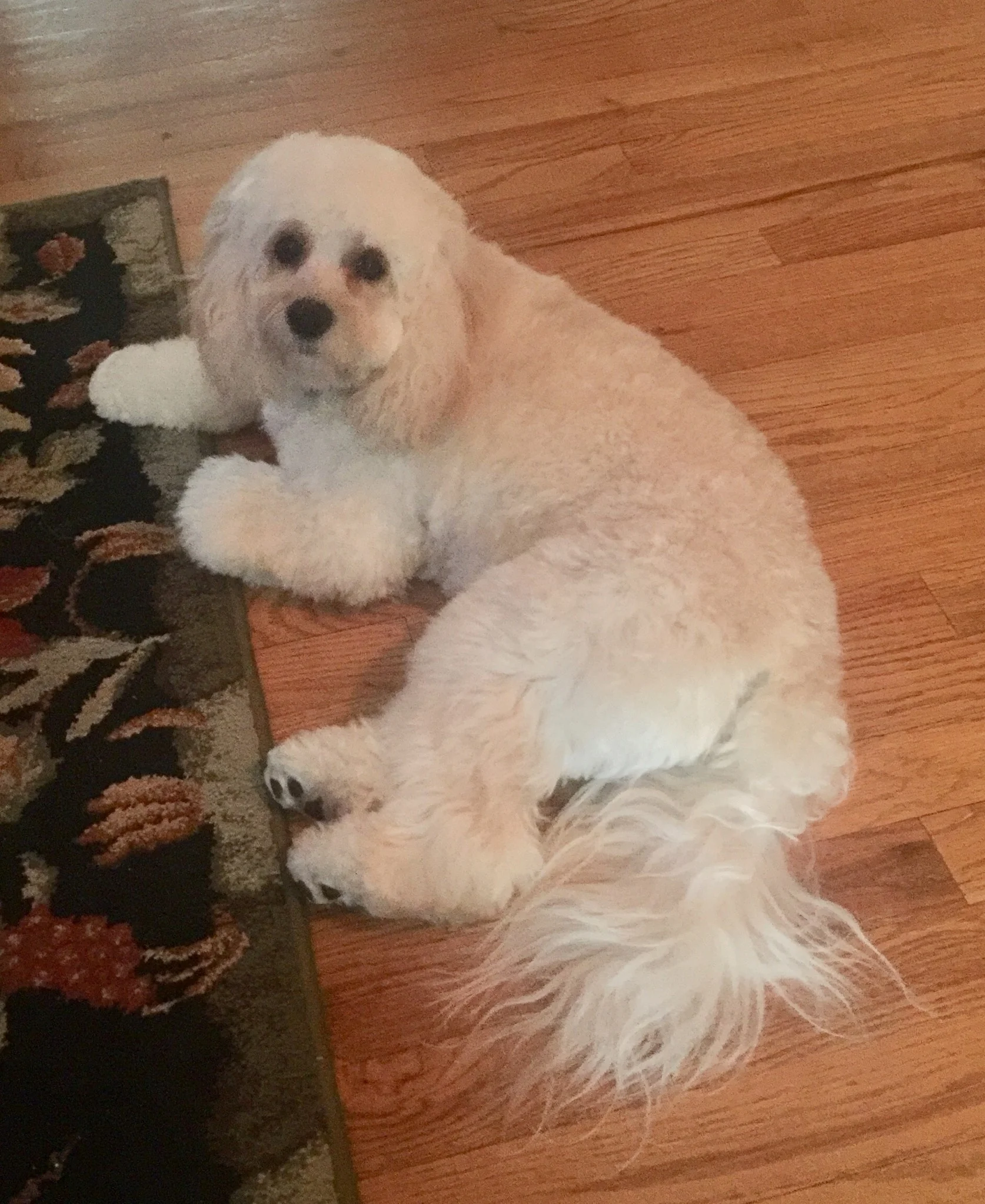 cockapoo tail docking