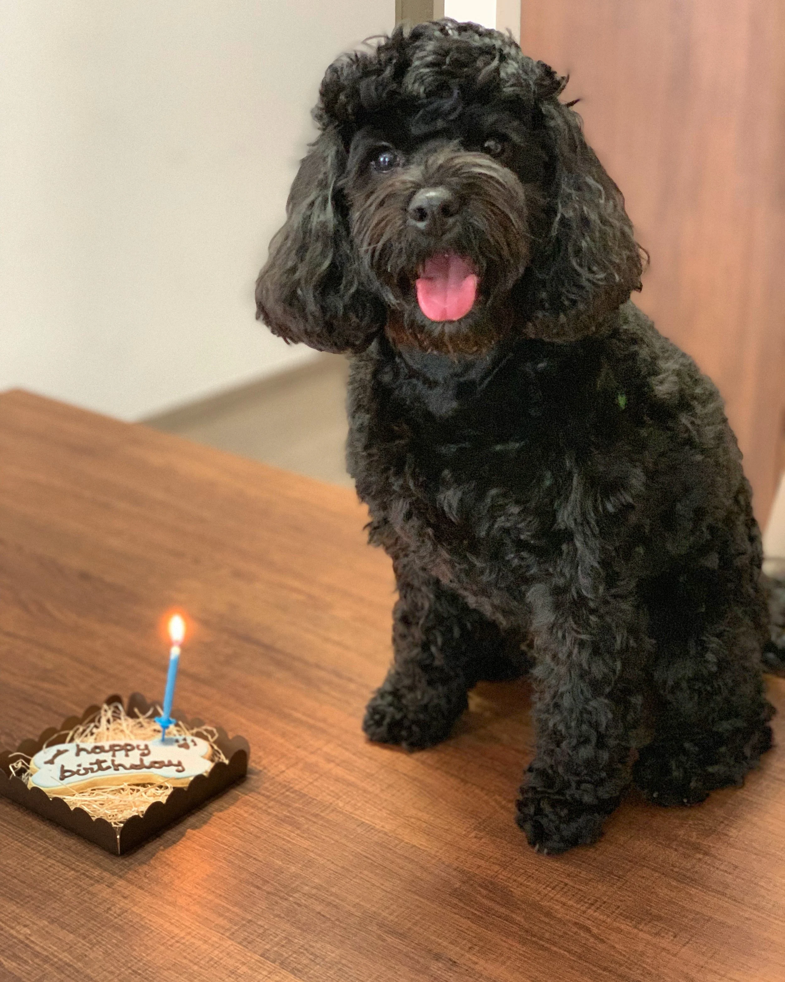 cockapoo tail docking
