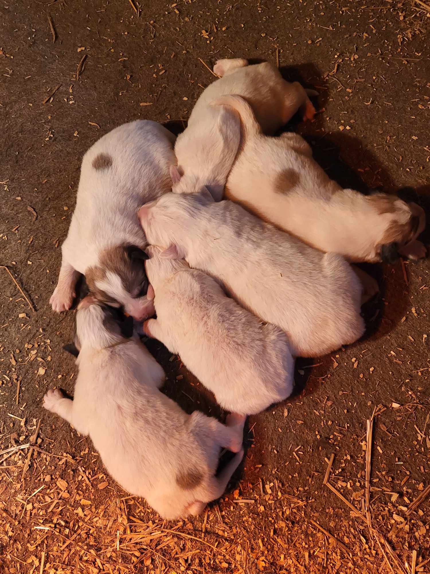 Female Puppies