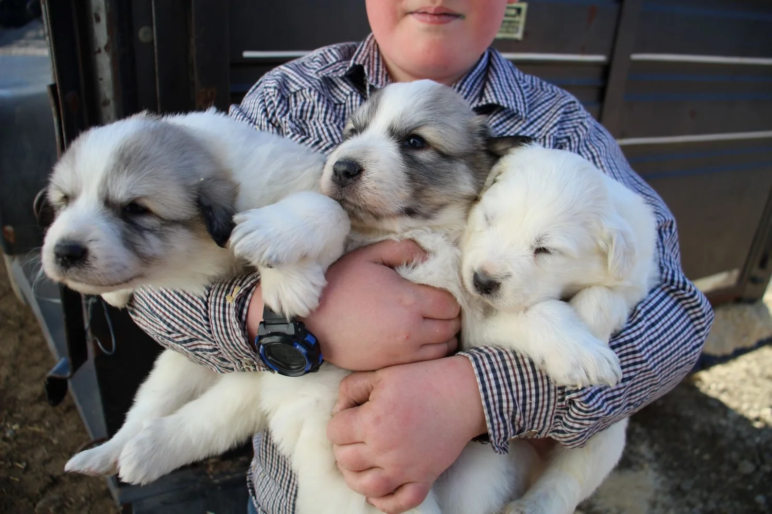 The Highest Quality F1 Cockapoos & AKC Champion Line Great Pyrenees ...