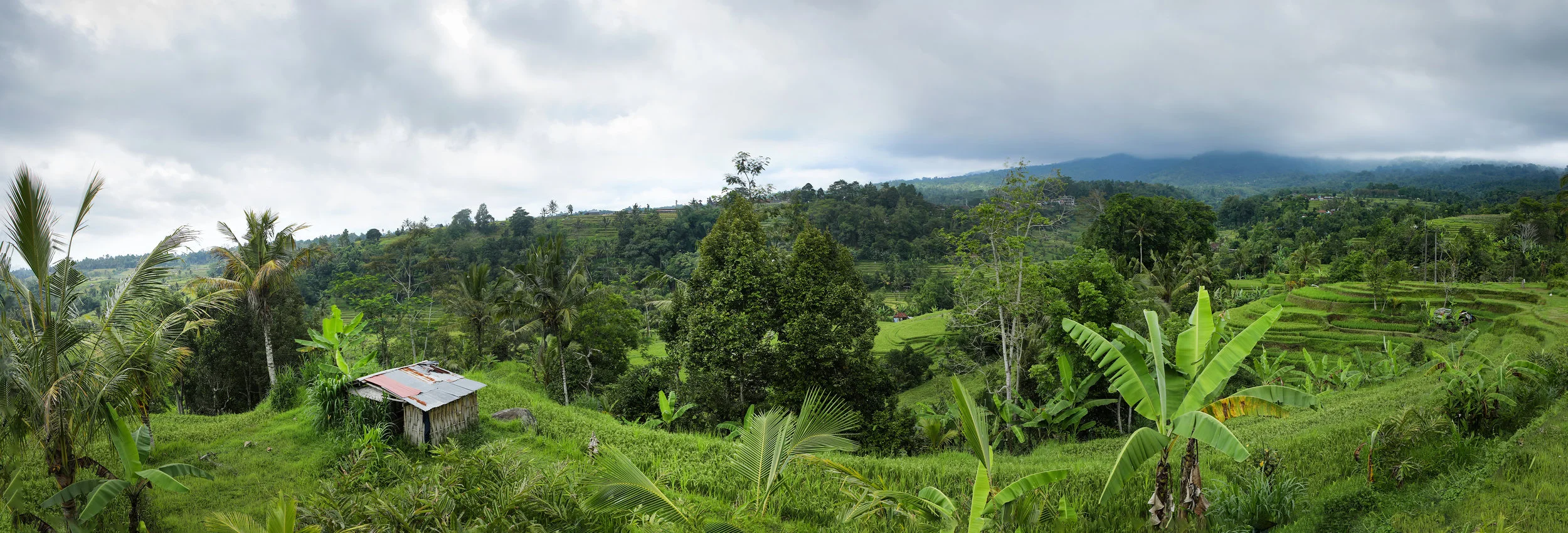 BALI RICE PADDIES