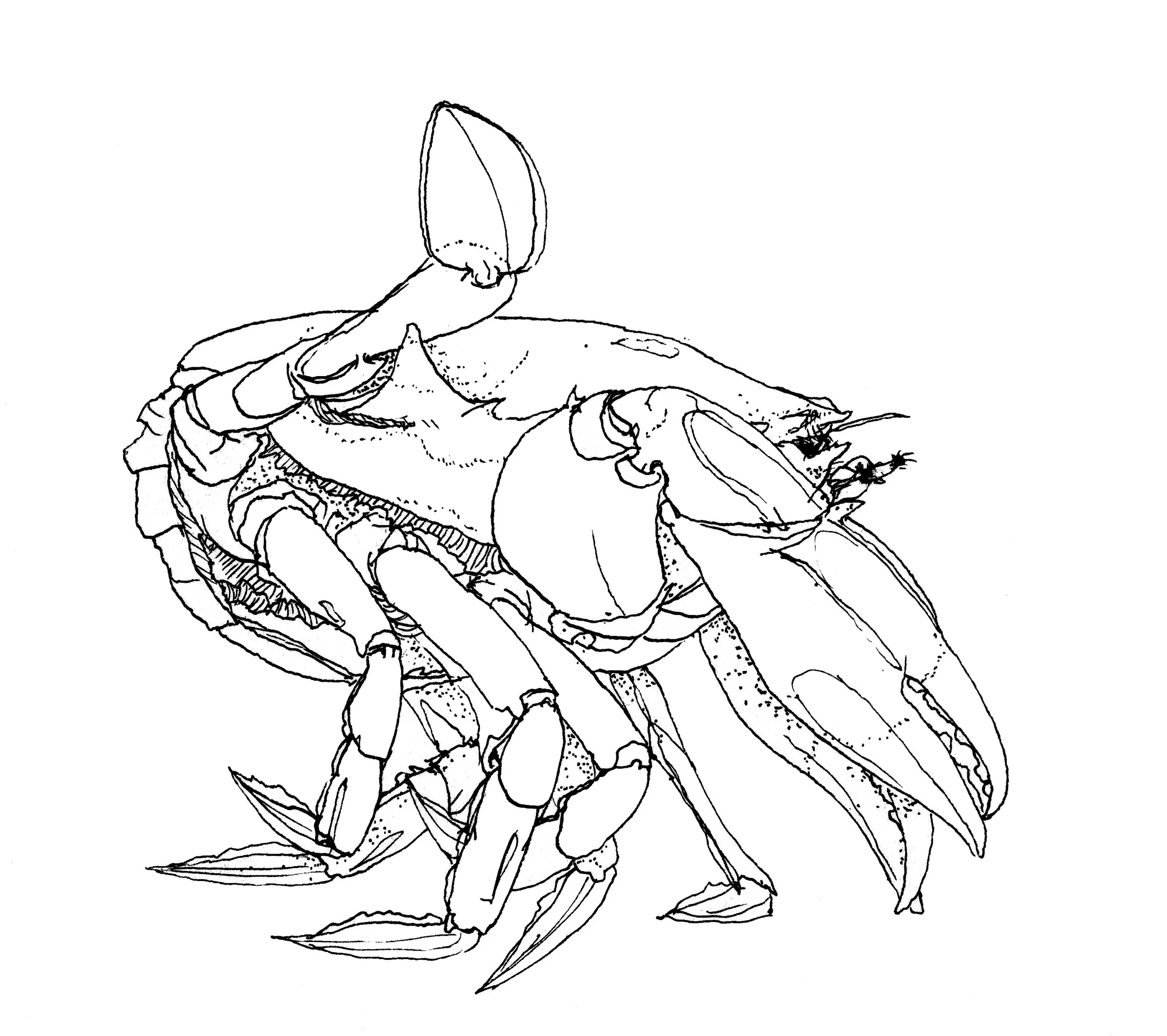 crab_1_profile_A.jpg