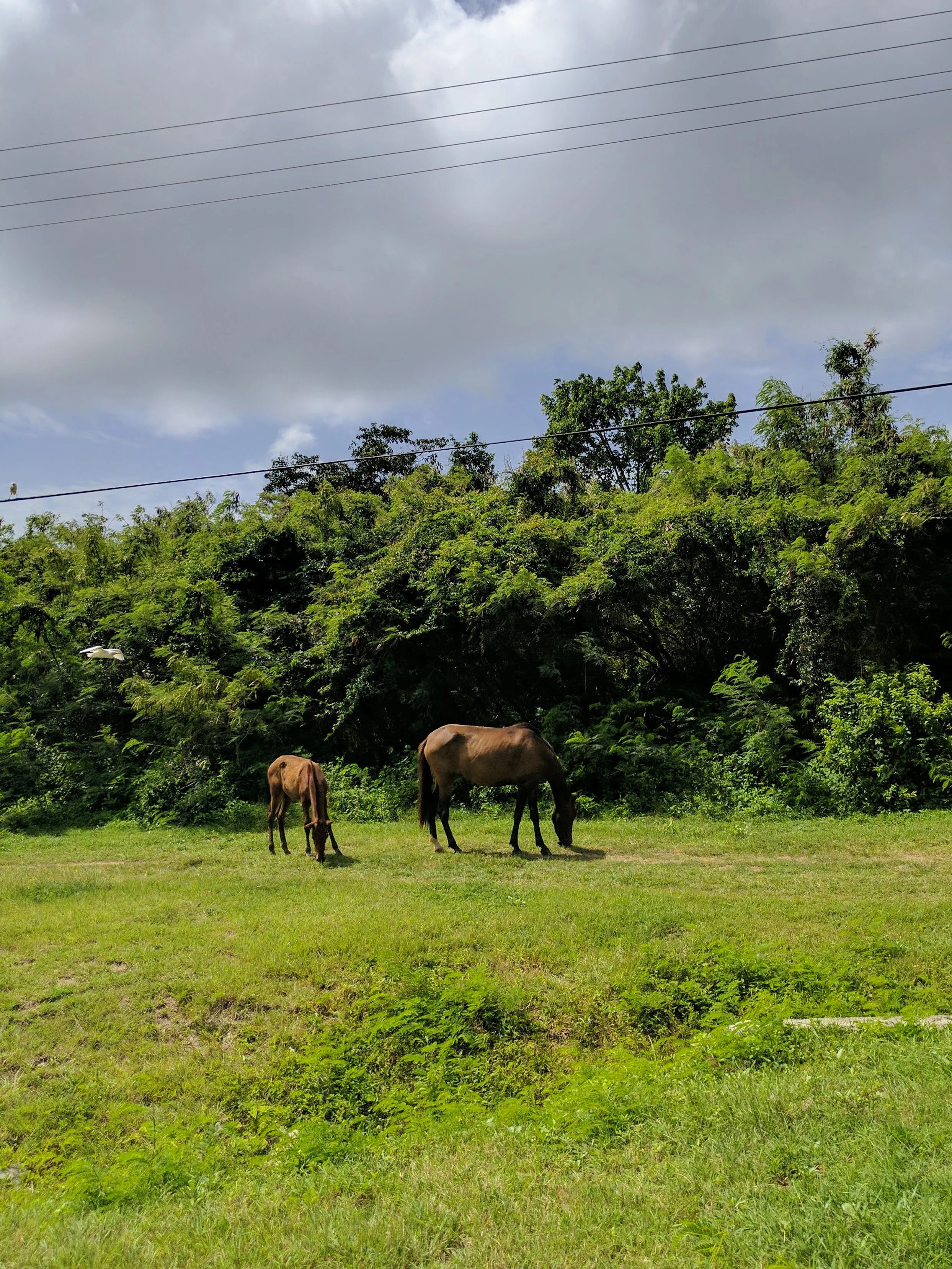 Wild horses roam the entire island of Vieques