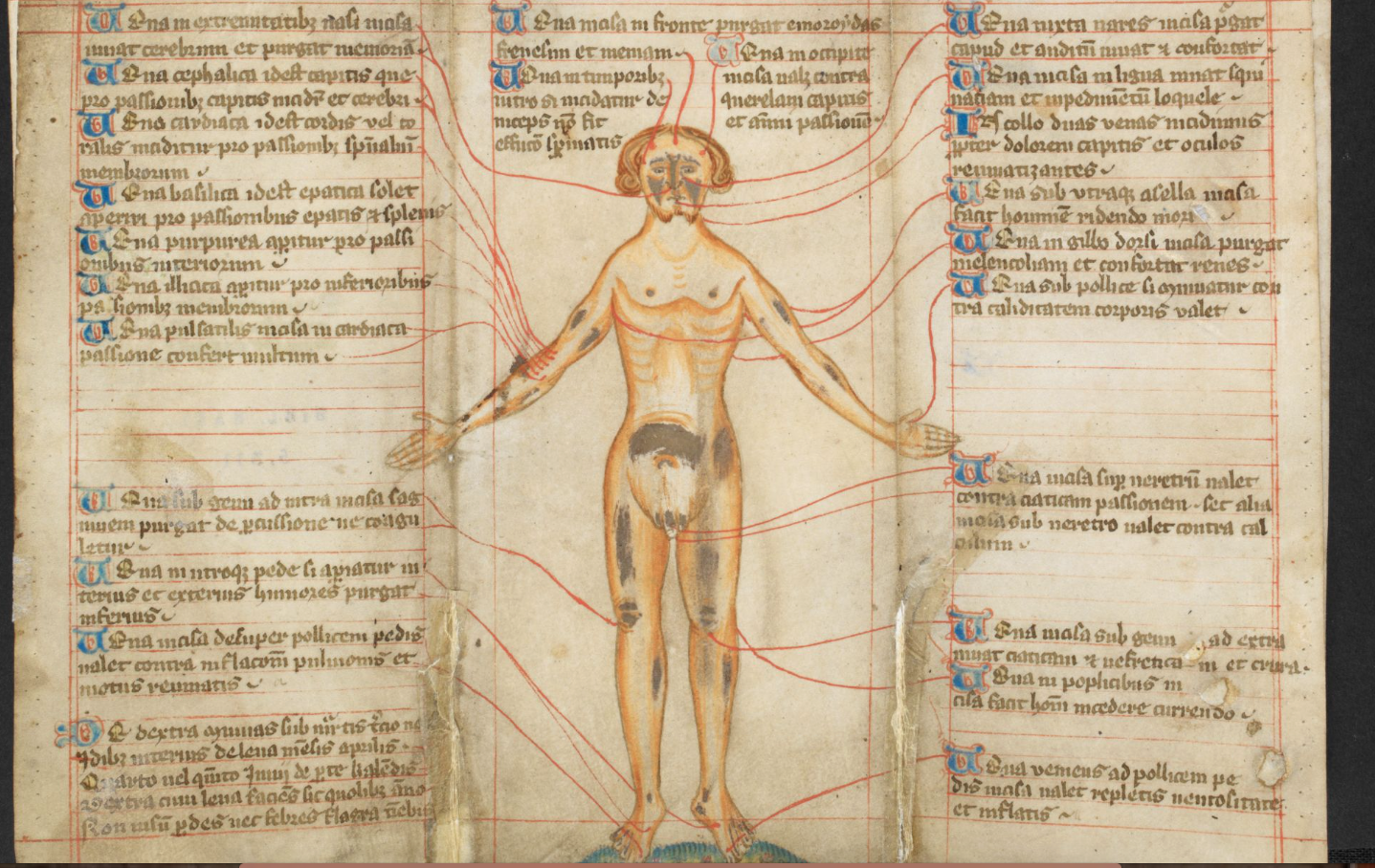 British Library MS Harley 5311 Vein Man