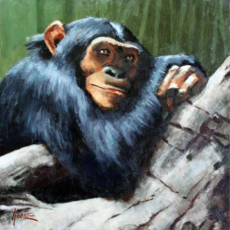 Chimpanzee No.1
