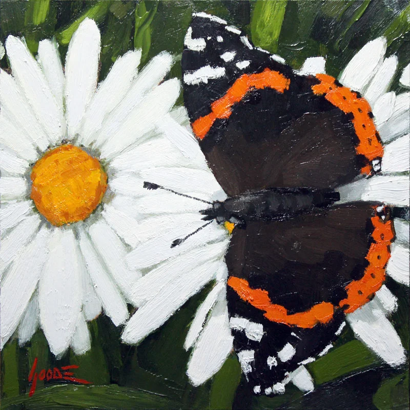 Butterfly on Daisy No1
