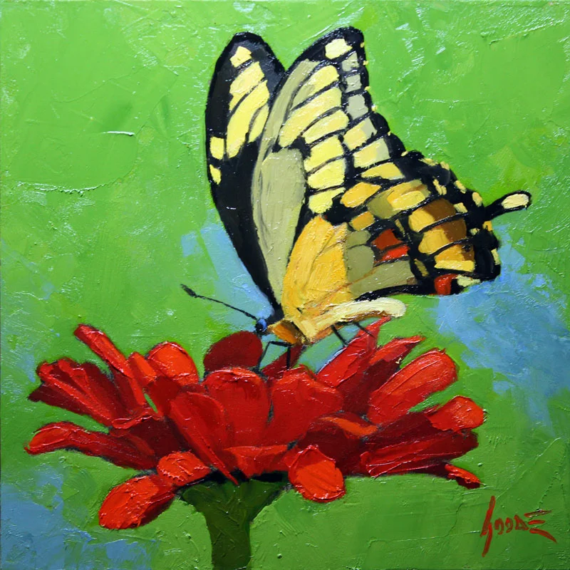 Swallowtail on Zinnia