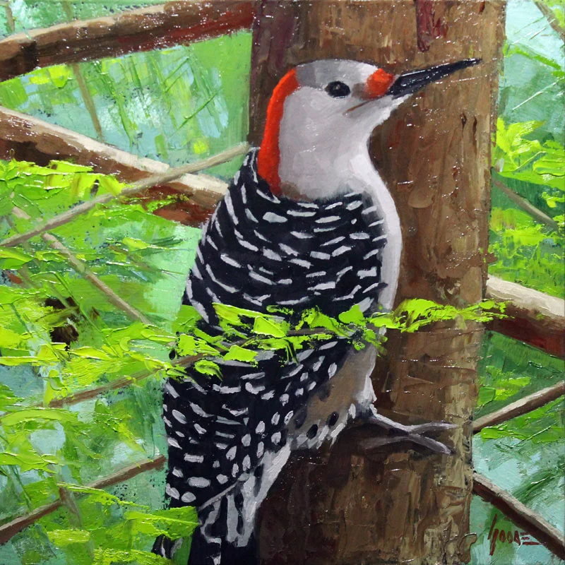Red Bellied Woodpecker