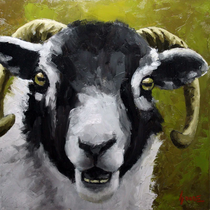 Swaledale Sheep