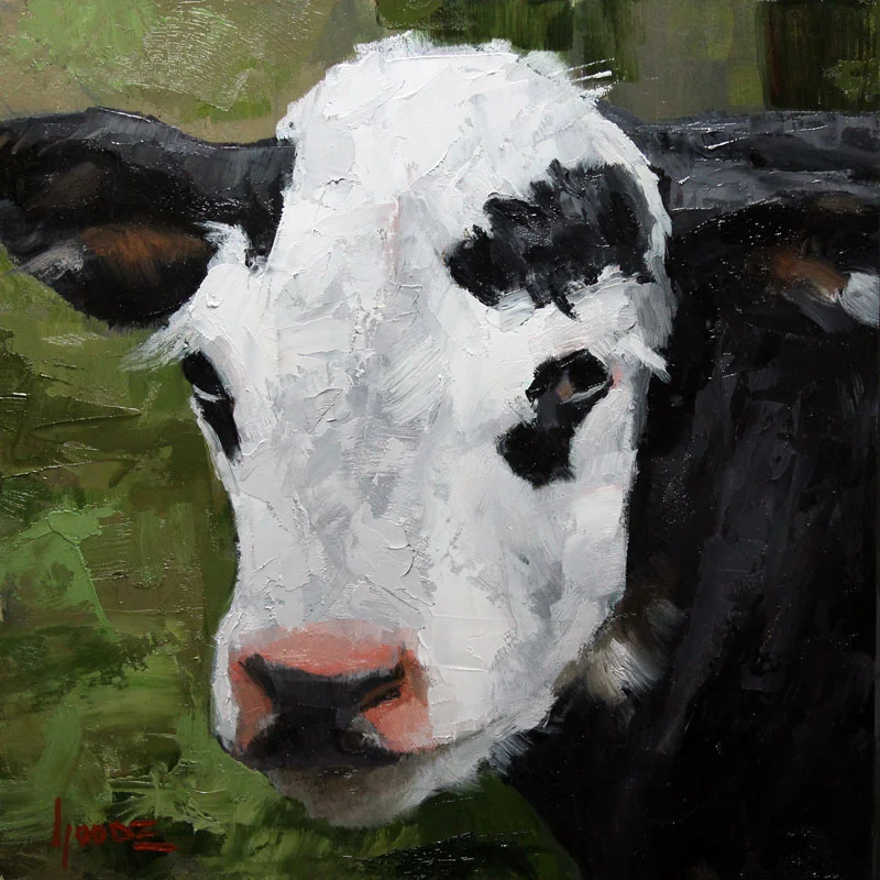 Hereford-Friesian Calf