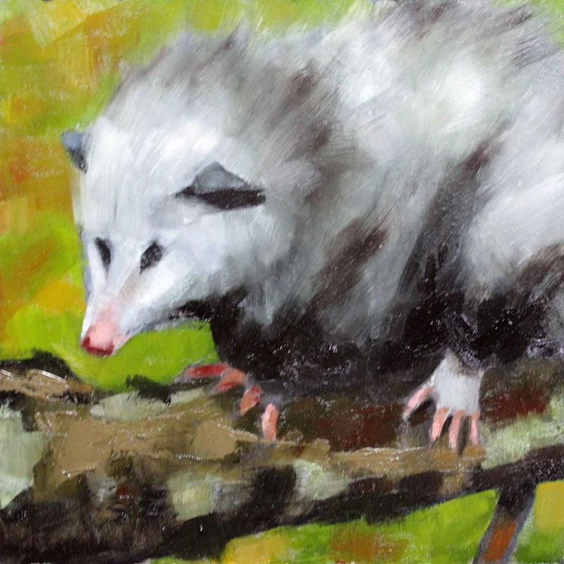 Possum No.1