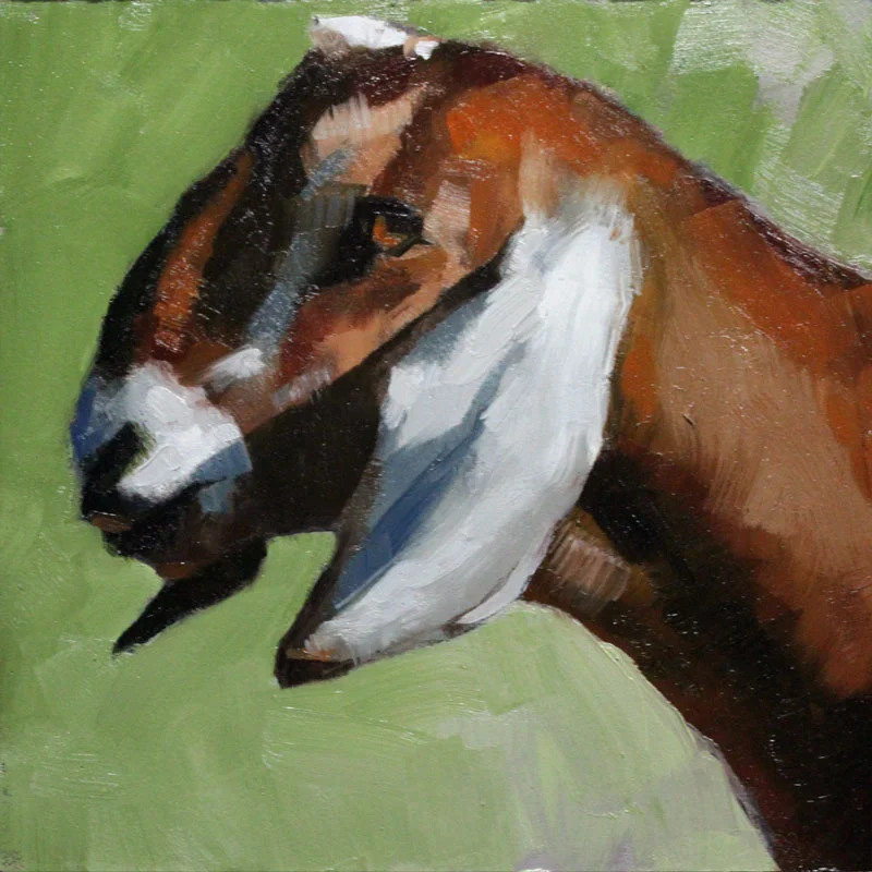 Boer-Goat.jpg