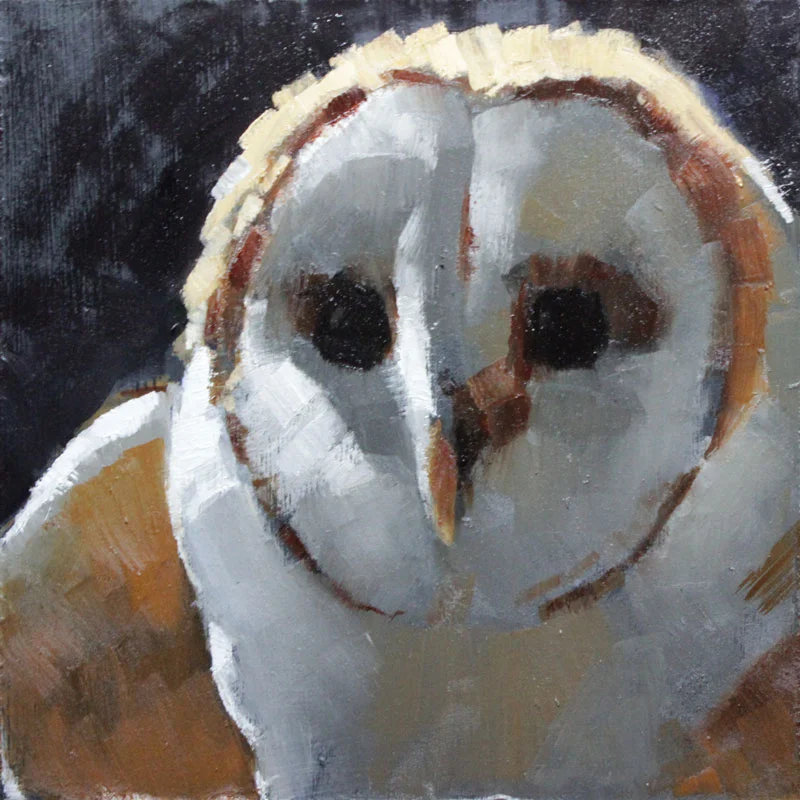 Barn Owl
