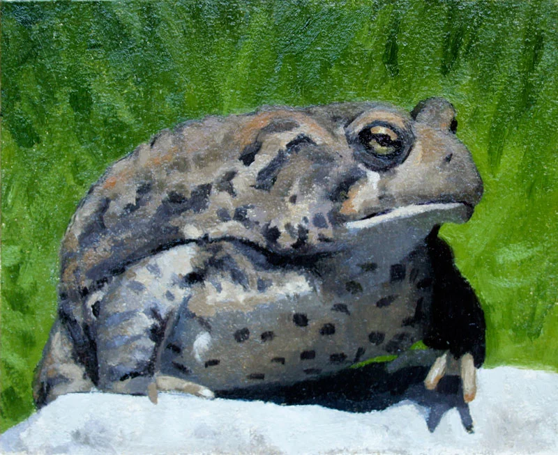Toad-2.jpg