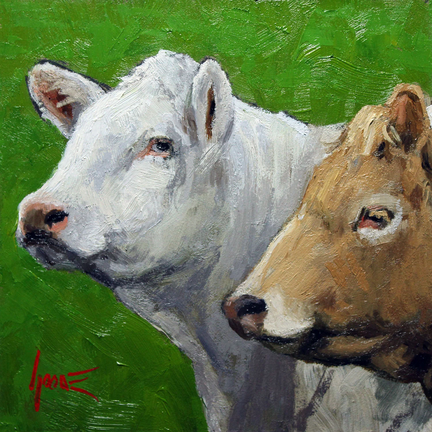 White & Tan Cows
