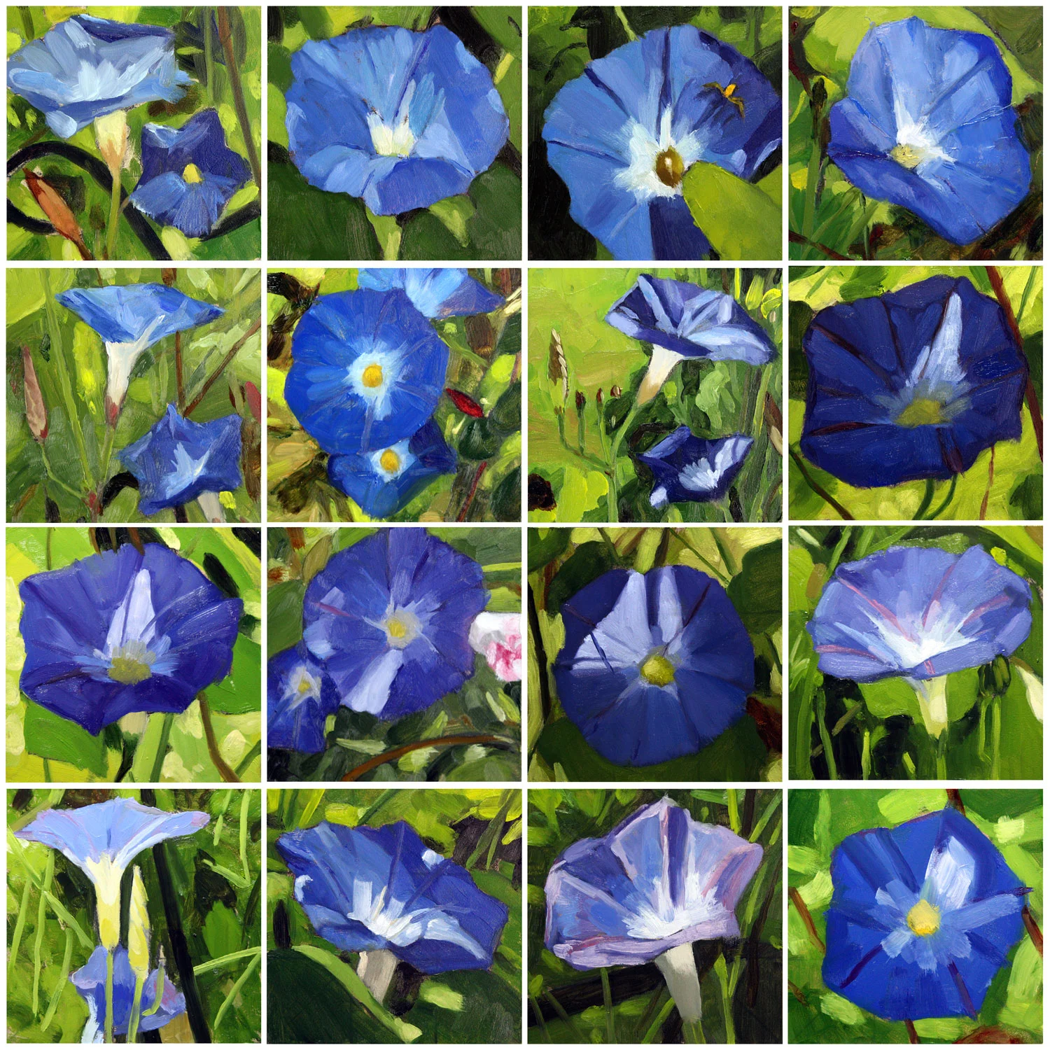 Glorious Morning Glories