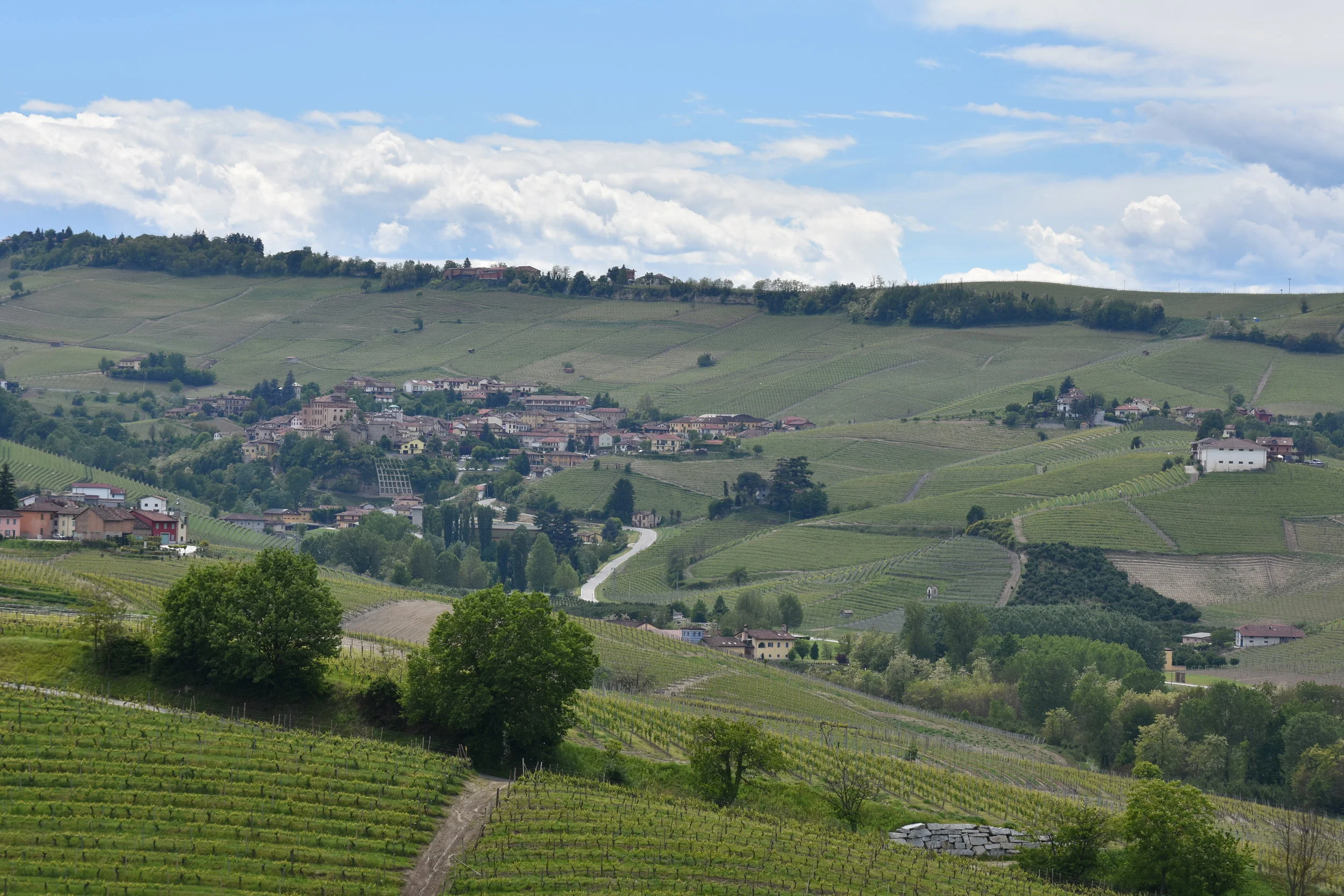  Barolo town from the road leading south from Castiglione Falleto 